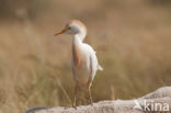 Koereiger (Bubulcus ibis)