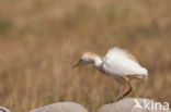 Koereiger (Bubulcus ibis)