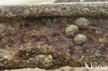 Kokkel (Cerastoderma marina)