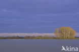 Black-headed Gull (Larus ridibundus)