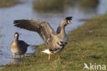 White-fronted goose (Anser albifrons)