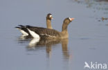 White-fronted goose (Anser albifrons)