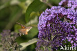 Kolibrievlinder (Macroglossum stellatarum)