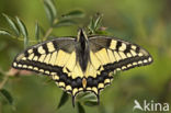 Scarce Swallowtail (Iphiclides podalirius)