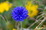 Cornflower (Centaurea cyanus)