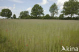 Korenbloem (Centaurea cyanus)