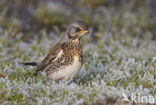 Fieldfare (Turdus pilaris)