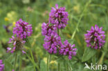 Kranskartelblad (Pedicularis verticillata)