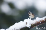 Kuifmees (Parus cristatus)