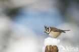 Kuifmees (Parus cristatus)