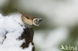 Kuifmees (Parus cristatus)