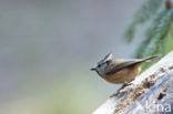 Kuifmees (Parus cristatus)