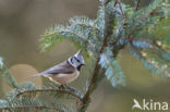 Kuifmees (Parus cristatus)