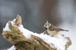 Kuifmees (Parus cristatus)