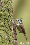 Kuifmees (Parus cristatus)