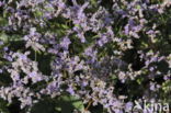 Common Sea Lavender (Limonium vulgare)