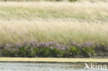 Common Sea Lavender (Limonium vulgare)