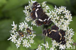 Map Butterfly (Araschnia levana)