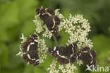 Map Butterfly (Araschnia levana)