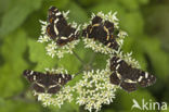 Map Butterfly (Araschnia levana)