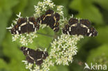 Map Butterfly (Araschnia levana)