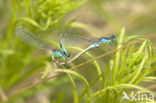 Blue-tailed Damselfly (Ischnura elegans)