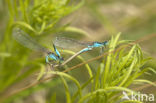 Blue-tailed Damselfly (Ischnura elegans)