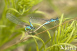 Blue-tailed Damselfly (Ischnura elegans)