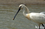 Eurasian Spoonbill (Platalea leucorodia)