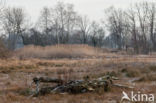 Bulrush (Typha)