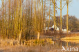 Bulrush (Typha)