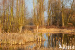 Bulrush (Typha)