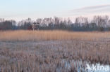 Bulrush (Typha)