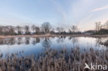 Bulrush (Typha)