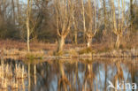 Bulrush (Typha)