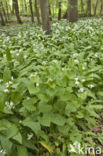 Garlic Mustard