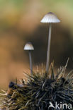 Melksteelmycena (Mycena galopus)