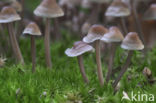 Melksteelmycena (Mycena galopus)