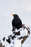 Eurasian Blackbird (Turdus merula)