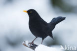 Merel (Turdus merula)