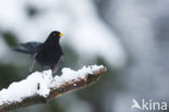 Merel (Turdus merula)