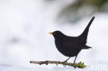 Merel (Turdus merula)