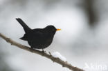 Merel (Turdus merula)