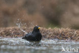 Eurasian Blackbird (Turdus merula)