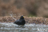 Merel (Turdus merula)