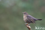 Eurasian Blackbird (Turdus merula)