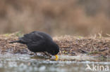 Merel (Turdus merula)