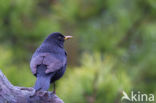 Eurasian Blackbird (Turdus merula)