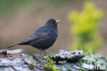 Eurasian Blackbird (Turdus merula)