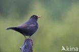 Eurasian Blackbird (Turdus merula)
